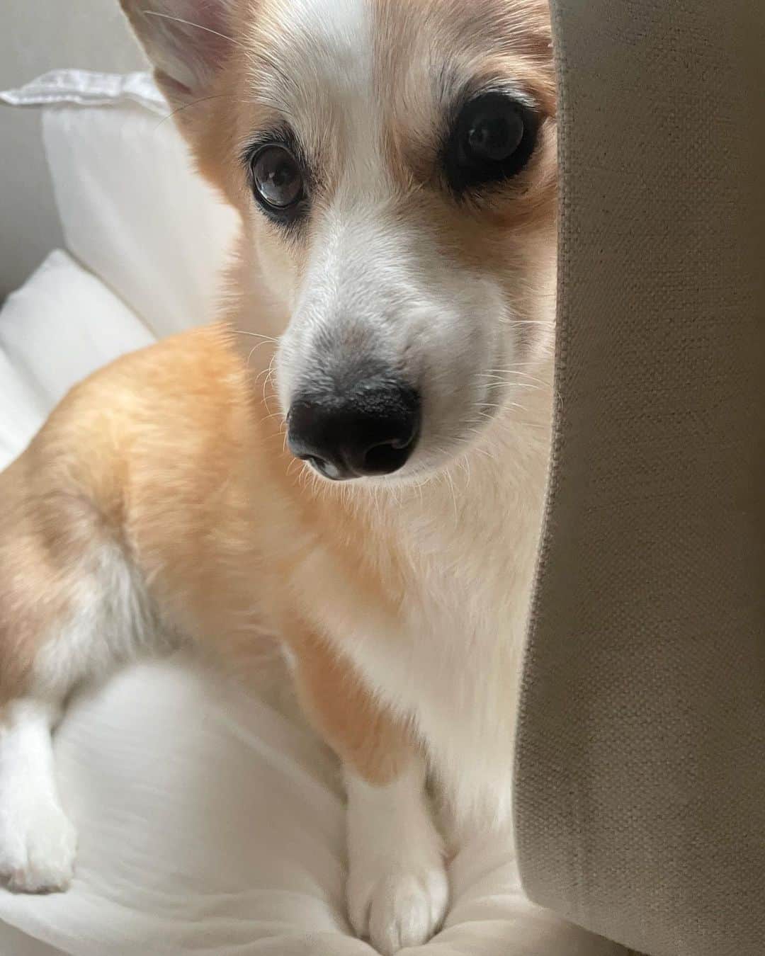 高田秋のインスタグラム：「朝起きると、 まだ起きないの〜？😀💛 の顔でいつも見られてる🤣👏 しかもなぜか私の枕の間に挟まってる🐶🍟 大抵起きると写真1.2.3枚目のような体勢で私を見つめてる…👀  #コーギー #こーぎーのいる暮らし」