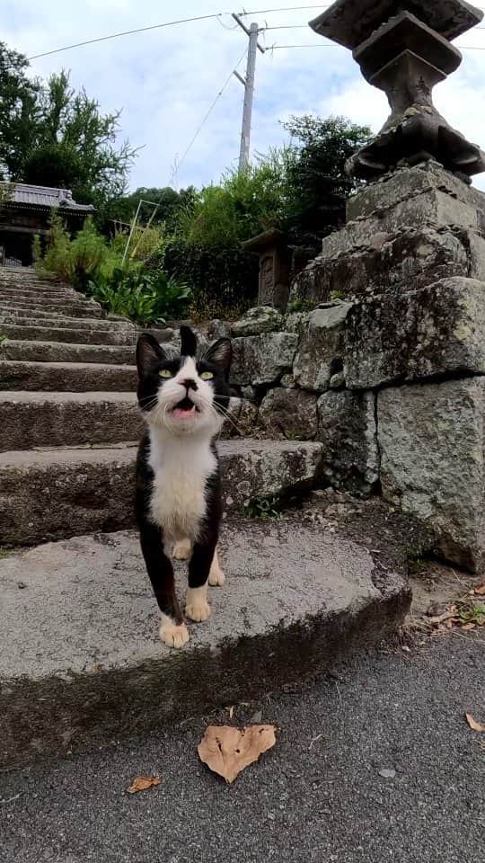 感動猫動画のインスタグラム：「山奥のお寺に行ったら猫が表まで出迎えてくれて楽しい」
