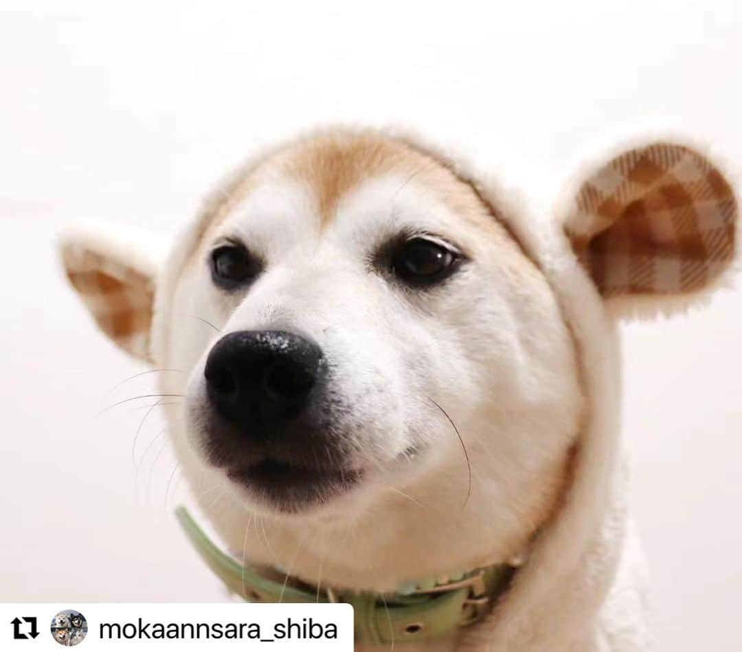 iDog&iCatさんのインスタグラム写真 - (iDog&iCatInstagram)「@mokaannsara_shiba 様 ・・・ . @idogicat さんの秋冬新作くま耳パーカーワンピ ③④後ろからだとよく分かる!! チェックのスカートついてるの~ かわいすぎる♡ モカアンサラルナの色はオフ 他にもピンクとオレンジがあるよ そちらもとってもかわいい♡ ●着用サイズ モカ　9.5kg　3L アン　6.8kg　LL サラ　5.8kg　L ルナ　4.2kg　M #idogicat#idogicat公式アンバサダー  #柴#柴犬#豆柴#赤柴#黒柴#柴犬多頭飼い #猫#犬と猫#サイベリアン#shiba#shibainu#shibaken#mameshiba#モカ#アン#サラ#ルナ」9月11日 9時36分 - idogicat