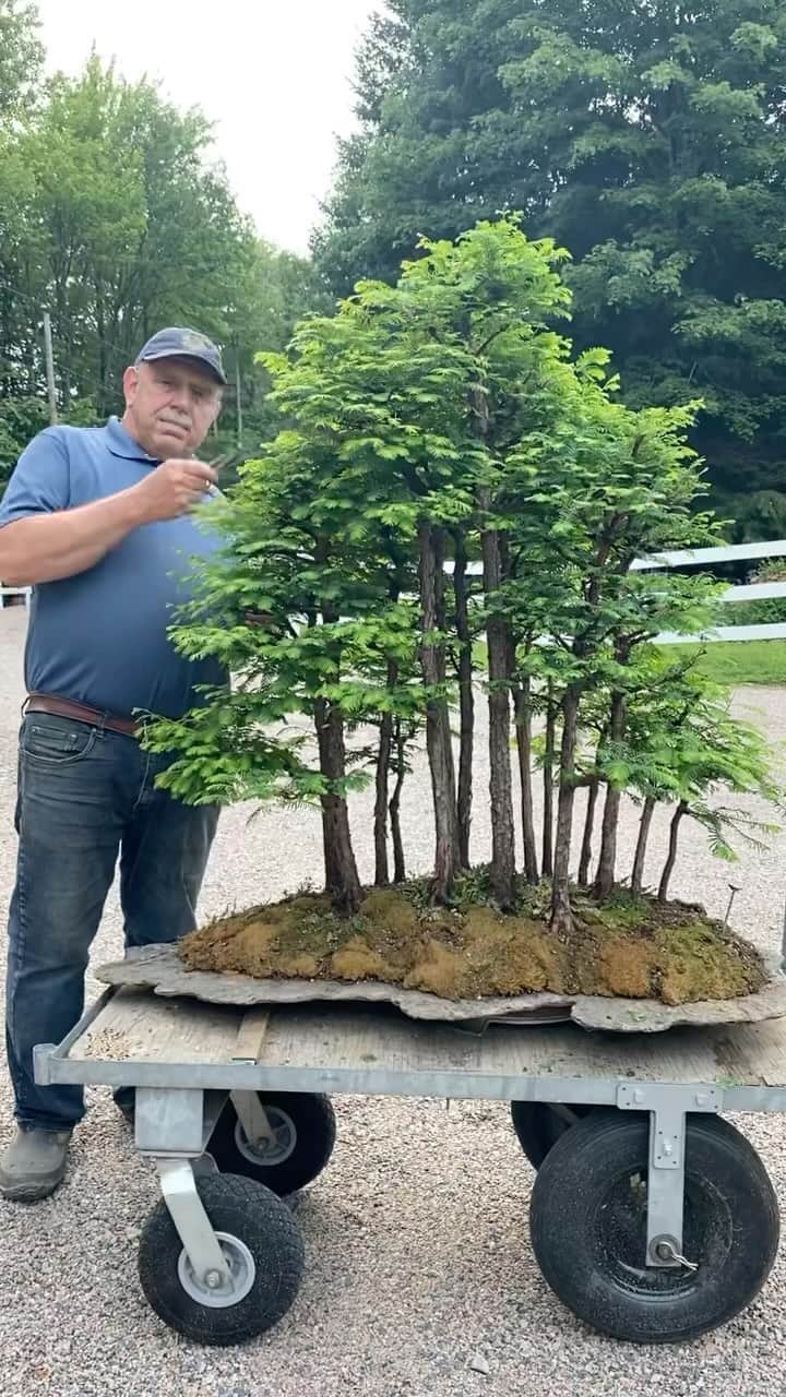 Earth Picsのインスタグラム：「@davideasterbrookbonsai started this 40 years ago! Can we take a moment to appreciate the commitment and dedication this man has poured into his passion for Bonsái trees 🌳   David has over 700 specimens of Bonsai trees in his collection and has been doing this for 50 years. This is quite impressive.   The king 🤴🏻 of bonsai trees 🌳 @davideasterbrookbonsai」