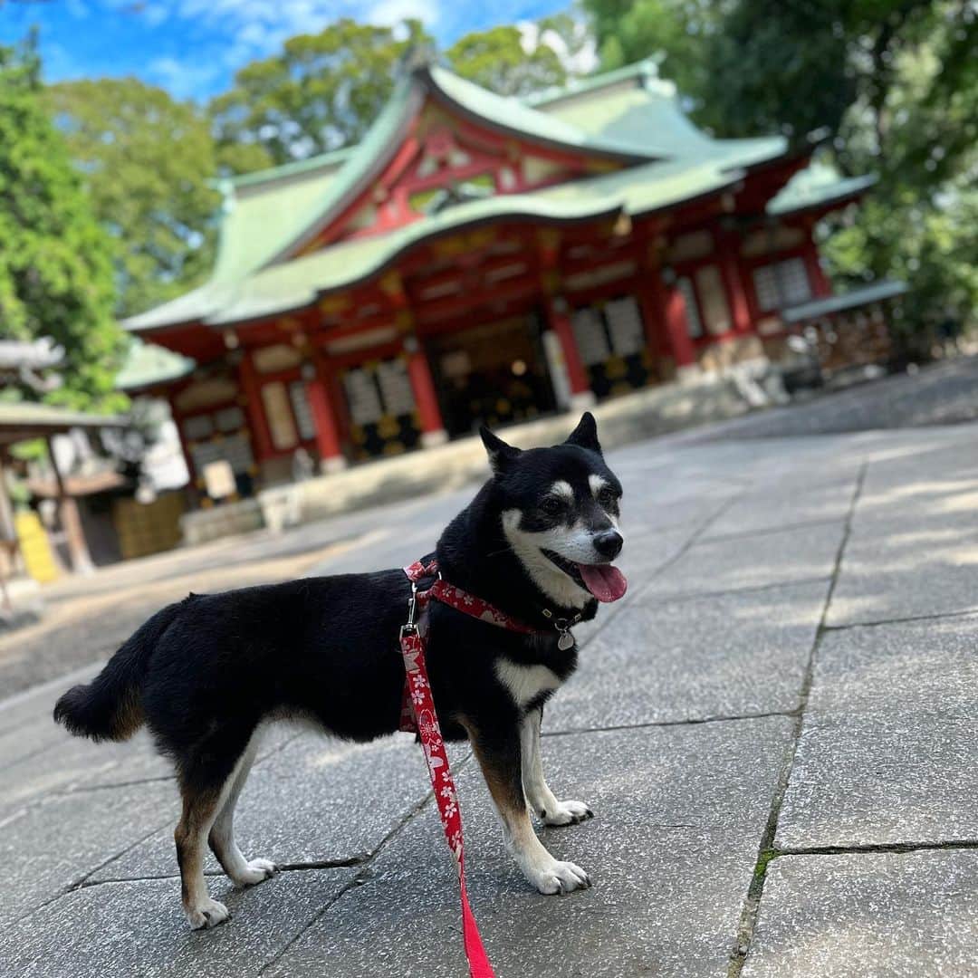 vo_coのインスタグラム：「⛩️ ちょっと遠いので中々足の向くことのない世田谷八幡宮 実はこの辺りの八幡宮の総元締めだったりする そして今週末の秋季大祭では奉納相撲もあるよ ちょうど土俵作ってるところだった 混むかもしれないけど観に行ってみたいな〜 ＊ #shibastagram #instashiba #shiba #shibainu #黒柴 #柴犬」