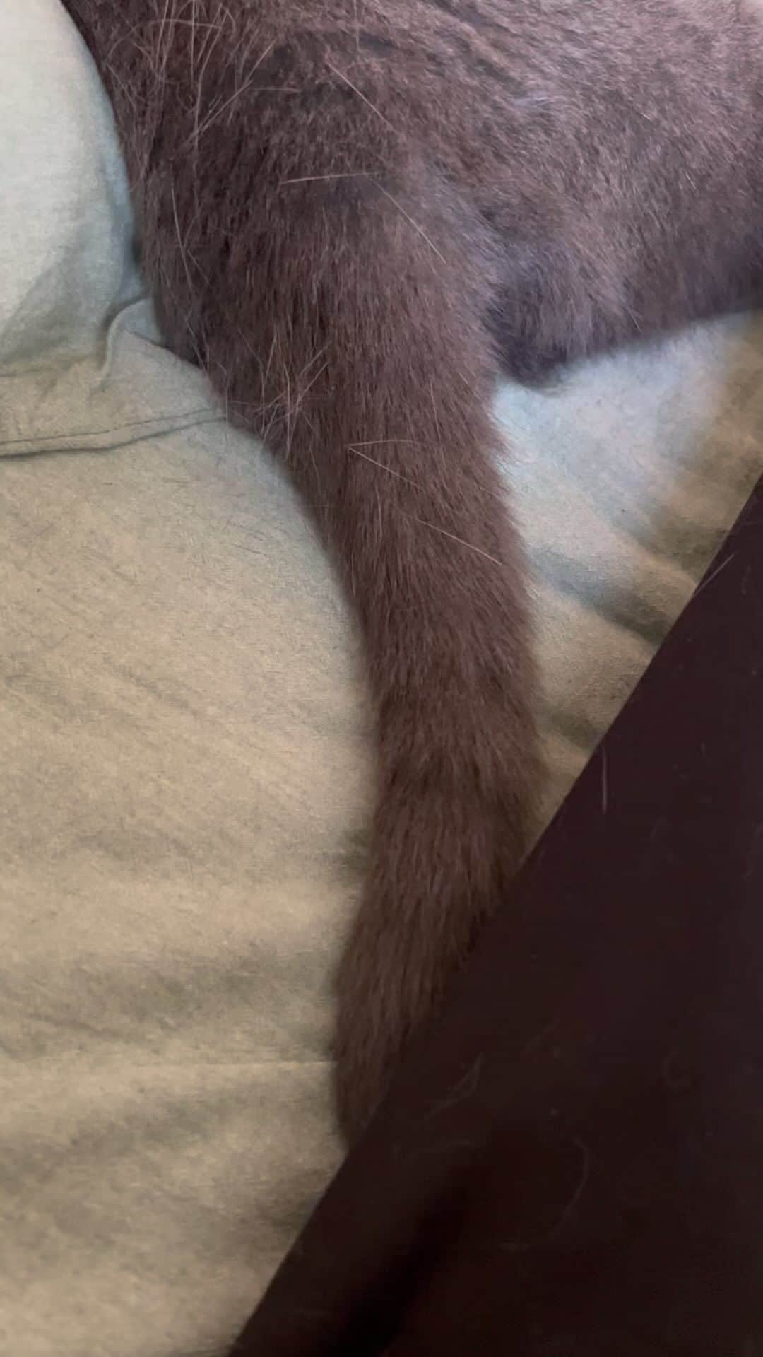 のインスタグラム：「シッポを私にぶつけて遊んでいるねこ⭐️🐈‍⬛⭐️  ごめんね🥹構ってあげらてなくて😫脚本シートの〆切が迫っているんだよ🥹その後は大量のネーム確認作業が待っている。時間が足りない。かなり焦ってる💦💦💦  #ねこのいる生活  #尻尾で遊ぶ猫  #構っての猫 #ねこのきもち  #遊ぶねこかわいい」