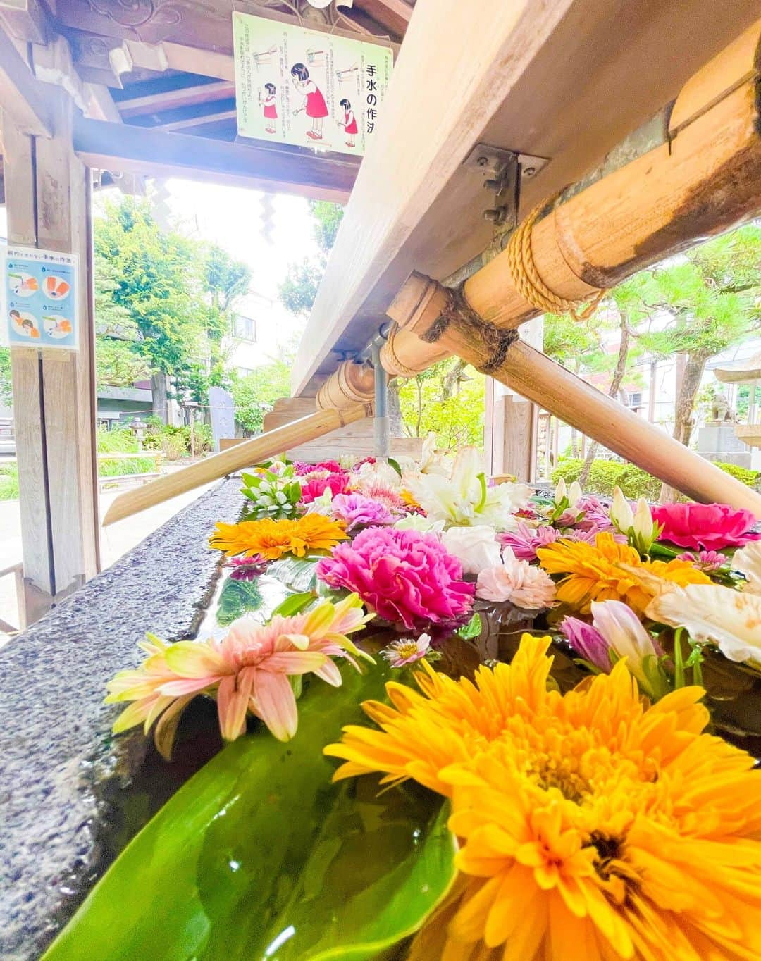 龍円愛梨のインスタグラム：「大好きな神社の境内を散歩しました。皆様も素敵な月曜日を！！」