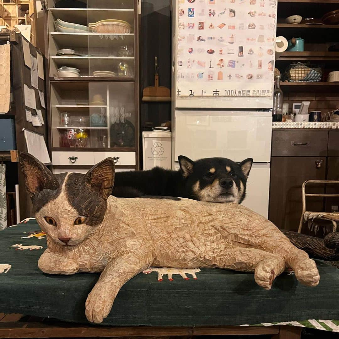 はしもとみおさんのインスタグラム写真 - (はしもとみおInstagram)「猫のパッチさんを顎おきにする月くん。これ、たびたびやってるので相当気に入ってるもよう。  #黒柴月くん #shiba#shibastagram #shibainu #dog#sculpture #cat#woodcarving #woodsculpture #miohashimoto」9月11日 11時32分 - hashimotomio
