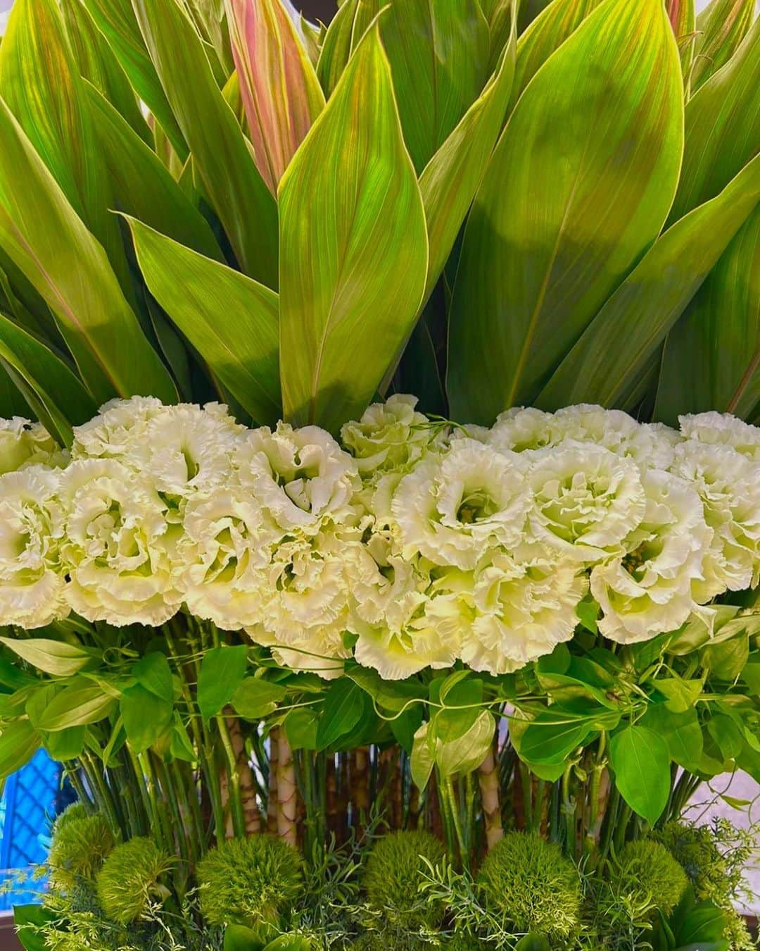 夏木マリのインスタグラム：「#お花シリーズ #9.16 #野音 #tokyojunkboogie  #50jubilee  今日もよい日に。」