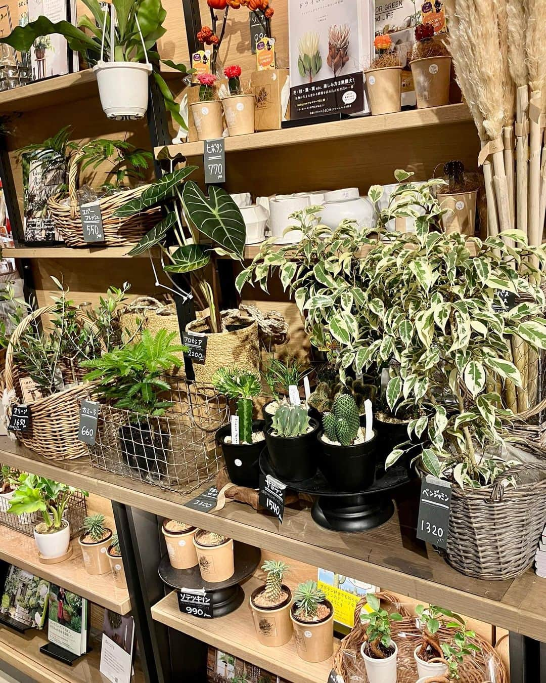 柏の葉 T-SITEさんのインスタグラム写真 - (柏の葉 T-SITEInstagram)「【PICK UP】 『今週のdecora便🌿 #127』 ⁡ 〈ジャンル〉1F 暮らし こんにちは。 フラワーショップ デコラ @decoradecora さんから届いたお花をご紹介するこちらのコーナー。 ⁡ サボテン同士を接ぎ木したユニークな形が特徴的な #ビザールプランツ が届いています🌵 人とちょっと違う変わり種の植物を楽しんでみませんか。 #ベンジャミン と #カミーラ は斑入りの葉っぱが爽やかですね。 観葉植物たちも色づき始めました。 緋牡丹サボテンはカラフルな色が揃っていて華やかな印象に  #ソラナム はミニカボチャの様な実が少し早めのハロウィーンの雰囲気を醸し出しています🎃 ⁡ #柏の葉tsite #tsite #柏の葉蔦屋書店 #蔦屋書店 #柏の葉 #今週のdecora便🌿 #おうちガーデン #decora #お花のある暮らし #フラワーショップ #フラワーギフト #インドアグリーン #フラワーベース #秋の庭 #ガーデニング #インドアグリーン #観葉植物」9月11日 11時53分 - kashiwanohatsite