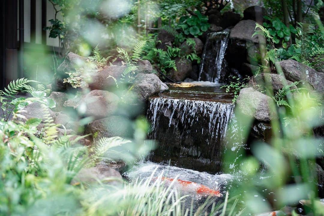 KIYOMIZU京都東山 公式さんのインスタグラム写真 - (KIYOMIZU京都東山 公式Instagram)「. 東山の風情感じる庭園でのショット  季節によって色合いを変える庭園を お愉しみください  ----------------------  @kiyomizu_kyoto_higashiyama をフォローし 【#kiyomizu京都東山】で検索してくださいね❖  #スタイルズ花嫁 #KIYOMIZU京都東山 #KIYOMIZU花嫁 #ブライダルハウスtutu #シェアーズヘアメイク #京都花嫁 #京都結婚式 #京都結婚式場 #おしゃれ花嫁 #前撮り #後撮り #ウェディングフォト #和婚 #京都婚 #ウェディングドレス #日本庭園 #庭園 #京都 #京都東山」9月11日 12時54分 - kiyomizu_kyoto_higashiyama
