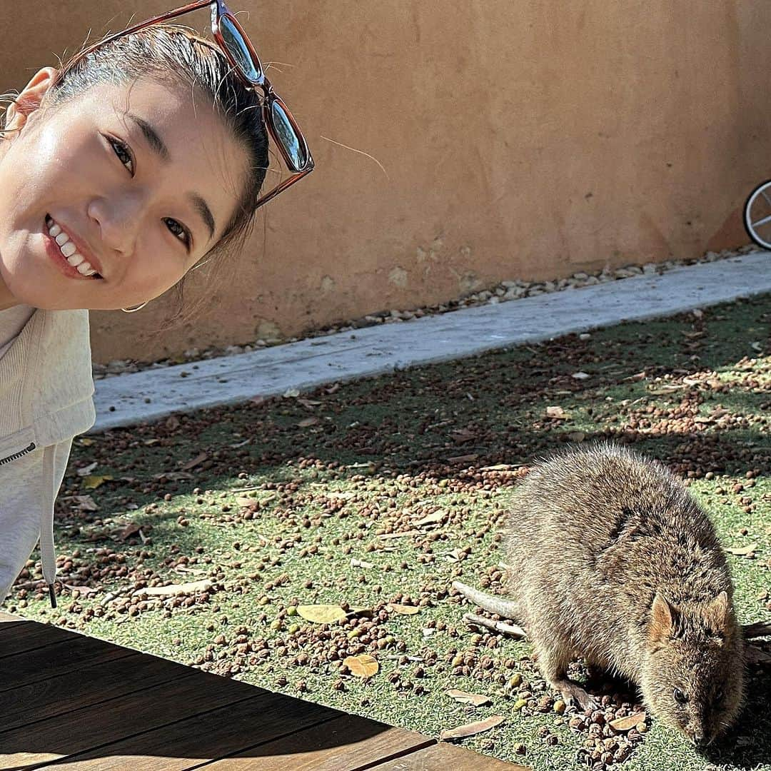 Chiharuさんのインスタグラム写真 - (ChiharuInstagram)「Perthの旅🇦🇺Part3️⃣  世界で一番美しい都市といわれるオーストラリアのパース、とっても素敵な街でした🤭  オーガニック先進国でもあるオーストラリア。 日本みたいに「オーガニック」と「それ以外」に別れてるのではなく、 スーパーもドラックストアも、 「オーガニック」「ビーガン」「それ以外」 が並んでて、好きに選べるようになってる☺️ 日本も早くそうなるといいなぁ！  というかそもそもの基準が厳しいから、 オーガニックをわざわざ選ばなくても 安心安全性が高いのもあるよね。 「〇〇%オーストラリアで生産されてる」 っていう表記が食べ物にもコスメにも アパレルにも多かったよ！  自然が沢山でヘルシーな街だったよ🩵 身体もリフレッシュ！ パワーアップして元気になりました🤭  #オーストラリア旅行  #パース  #海外旅行  #クォッカ #コアラ #オーガニック先進国オーストラリア  #オーガニック先進国 #ヘルシーな暮らし  #ヘルシーな街 #ロットネスト島  #rottnestisland  #Australia #Perth」9月11日 18時40分 - chiharu.fit