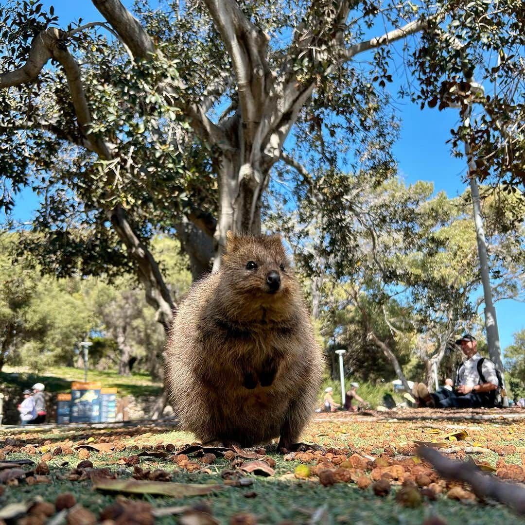 Chiharuのインスタグラム：「Perthの旅🇦🇺Part3️⃣  世界で一番美しい都市といわれるオーストラリアのパース、とっても素敵な街でした🤭  オーガニック先進国でもあるオーストラリア。 日本みたいに「オーガニック」と「それ以外」に別れてるのではなく、 スーパーもドラックストアも、 「オーガニック」「ビーガン」「それ以外」 が並んでて、好きに選べるようになってる☺️ 日本も早くそうなるといいなぁ！  というかそもそもの基準が厳しいから、 オーガニックをわざわざ選ばなくても 安心安全性が高いのもあるよね。 「〇〇%オーストラリアで生産されてる」 っていう表記が食べ物にもコスメにも アパレルにも多かったよ！  自然が沢山でヘルシーな街だったよ🩵 身体もリフレッシュ！ パワーアップして元気になりました🤭  #オーストラリア旅行  #パース  #海外旅行  #クォッカ #コアラ #オーガニック先進国オーストラリア  #オーガニック先進国 #ヘルシーな暮らし  #ヘルシーな街 #ロットネスト島  #rottnestisland  #Australia #Perth」