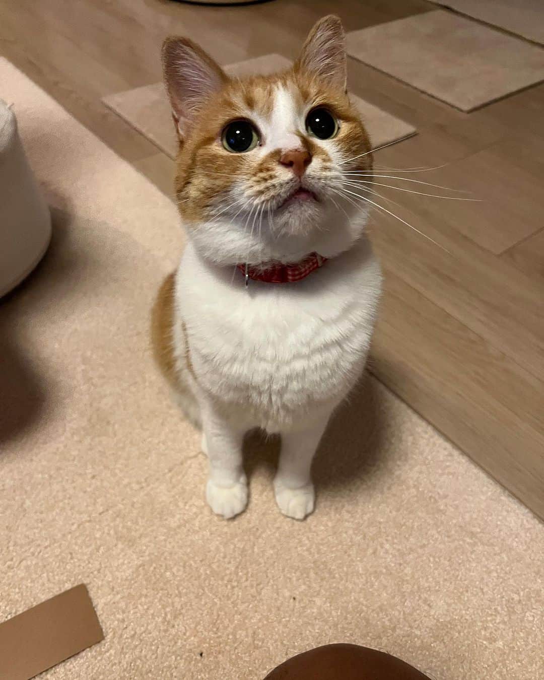 Kachimo Yoshimatsuのインスタグラム