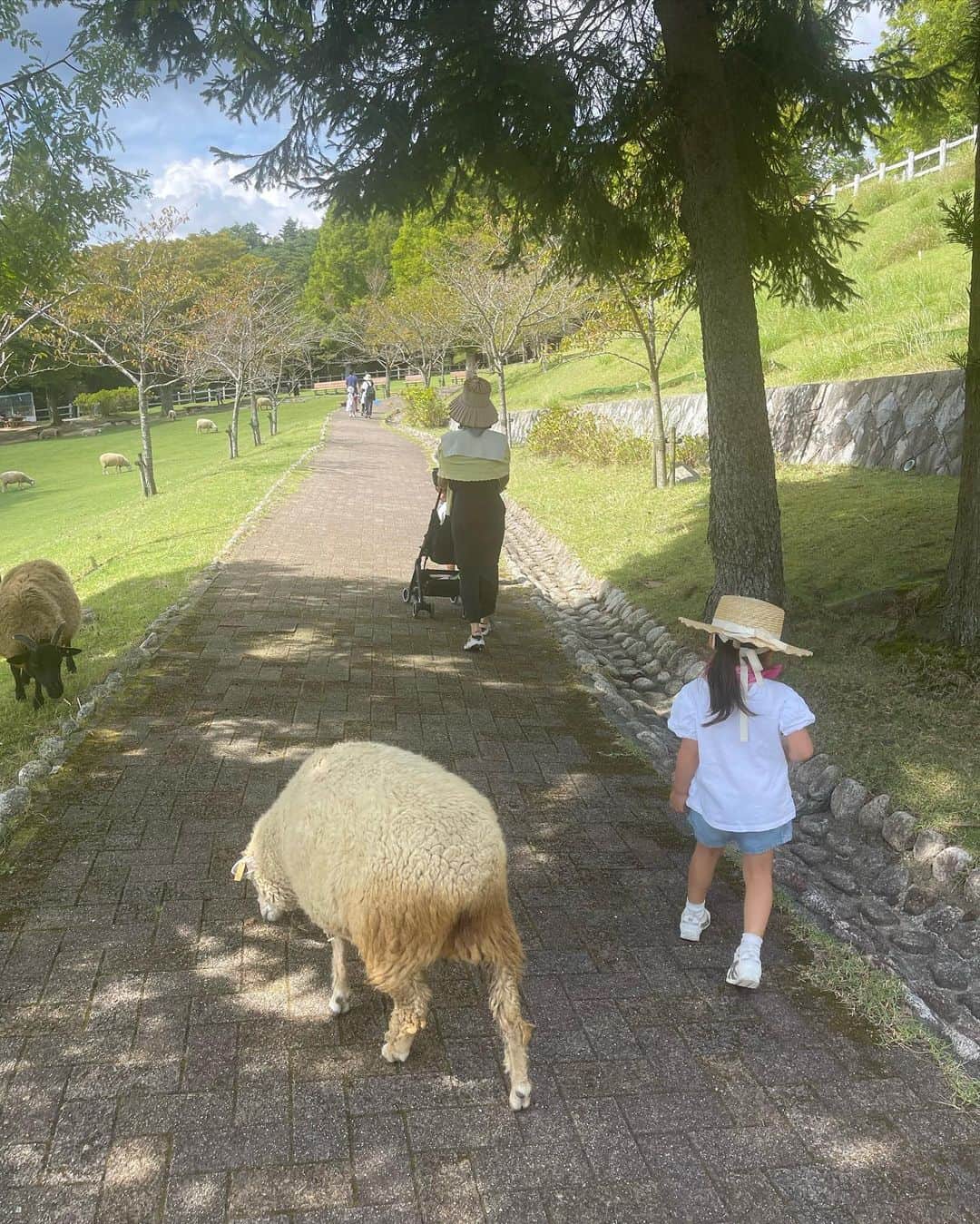 沼田由花さんのインスタグラム写真 - (沼田由花Instagram)「六甲山牧場に行って来ました🩵  羊や馬、牛、犬、ウサギなど 動物と自然に癒されました😆  パパと誕生日が一緒の ニールとソフィーの ドッグショーが見れなかったのが 残念だったけど 2人には会えたし 羊をお家まで返す お仕事をしてるのを 見れて大満足✨  子供達は走り回って元気元気💪 　  お出かけの時は 特別に 美味しいアイスを頂いて🍦  ジンギスカン食べて🍖 ラム肉は鉄分豊富で パワーみなぎる✨  一番最後の写真の山羊さん 岩と手すりに乗って 餌をもらおうとしてるの 貪欲すぎて 小雪みたいと笑ってみてました‼️  #六甲山牧場 #羊 #お出かけ #家族」9月11日 13時34分 - yuka_numata