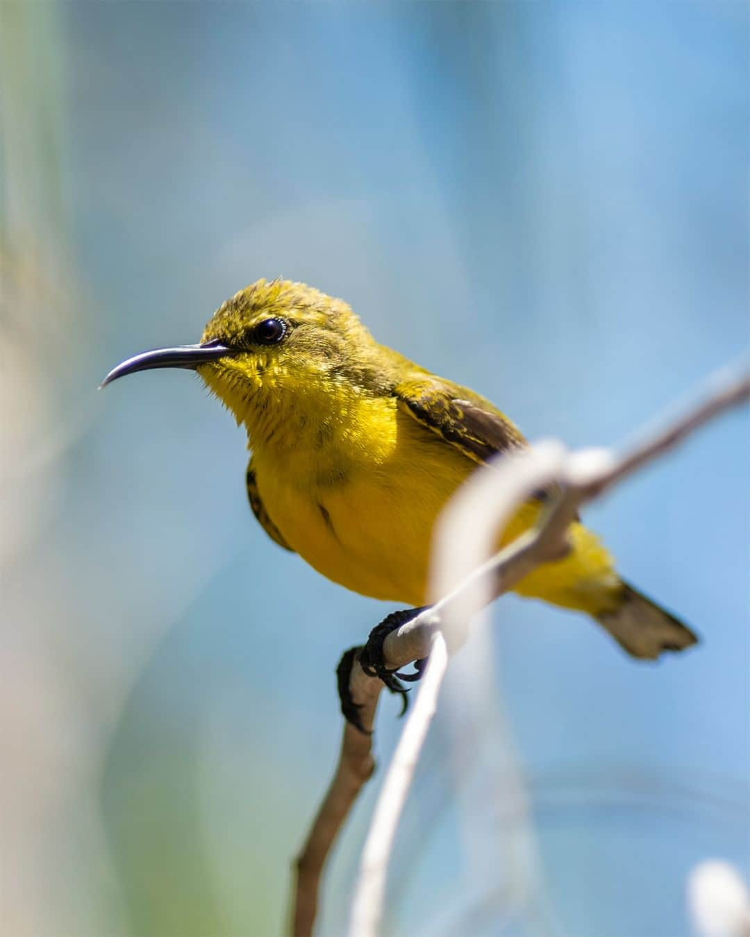 Nikon Australiaさんのインスタグラム写真 - (Nikon AustraliaInstagram)「There's nothing better than taking a look into the archives, and we can't get over these little colourful cuties captured by @alexkyddphoto.  Swipe through to see them all.  Captured on the Z 7II  #Nikon #NikonAustralia #MyNikonLife #NikonCreators #NIKKOR #Z7II #NikonZ7II #Zseries #WildlifePhotography #BirdPhotography #Australia」9月11日 13時30分 - nikonaustralia