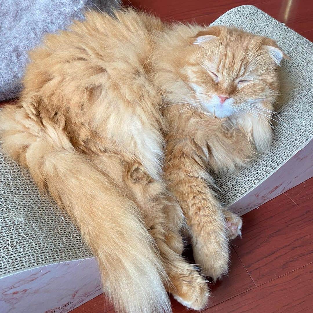 井上富美子のインスタグラム：「スヤァ…😴  #ねこ #猫 #可愛い #愛しい #癒し #もふもふ #スコティッシュフォールド #cat #catstagram」