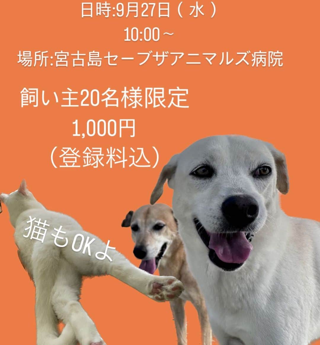 中原絵梨奈のインスタグラム：「📢マイクロチップ登録会のお知らせ📢 . . . 日時:9月27日（水） 　　　　10:00〜  ※限定20名様  料金:1,000円 . . . 我が家の子たちの往診に獣医師が来島するこの日限定になりますが、  飼い主さんたちの 犬猫に対する意識の底上げの為、 マイクロチップ登録会を行います。  ご予約は インスタDM もしくは、 LINEで受付をいたします。  料金は最低限の安さで提供いたします。 ※この事業は寄付で運営されています。  犬や猫を家族として 一緒に生活している飼い主様、 もしくは、お近くで犬猫と共に生活している方々へお声かけお願いします🙇‍♀️  犬猫を愛する想いを 今私ができる最大の行動をしています。  犬猫が今置かれている現状は全ての人間が知るべき事実です。 ご理解とご協力をお願いします。」