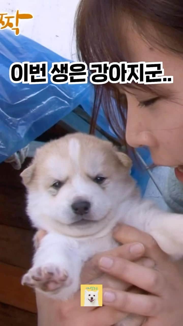 AS4Uのインスタグラム：「수상할 정도로 진지한 아기 강아지 Full버전 링크는 스토리에 ❤  ✅원본 영상 ➡️ https://youtu.be/3-E21eR6iQE?si=9PLKxljzIYVA3MAb ✳️ 회차 정보 : 단짝 (2015년 2월 16,17일 방송)  #애니멀포유 #아깽이 #강아지 #시고르자브종  @KBS동물티비 : 애니멀포유 animal4u @animal4u」