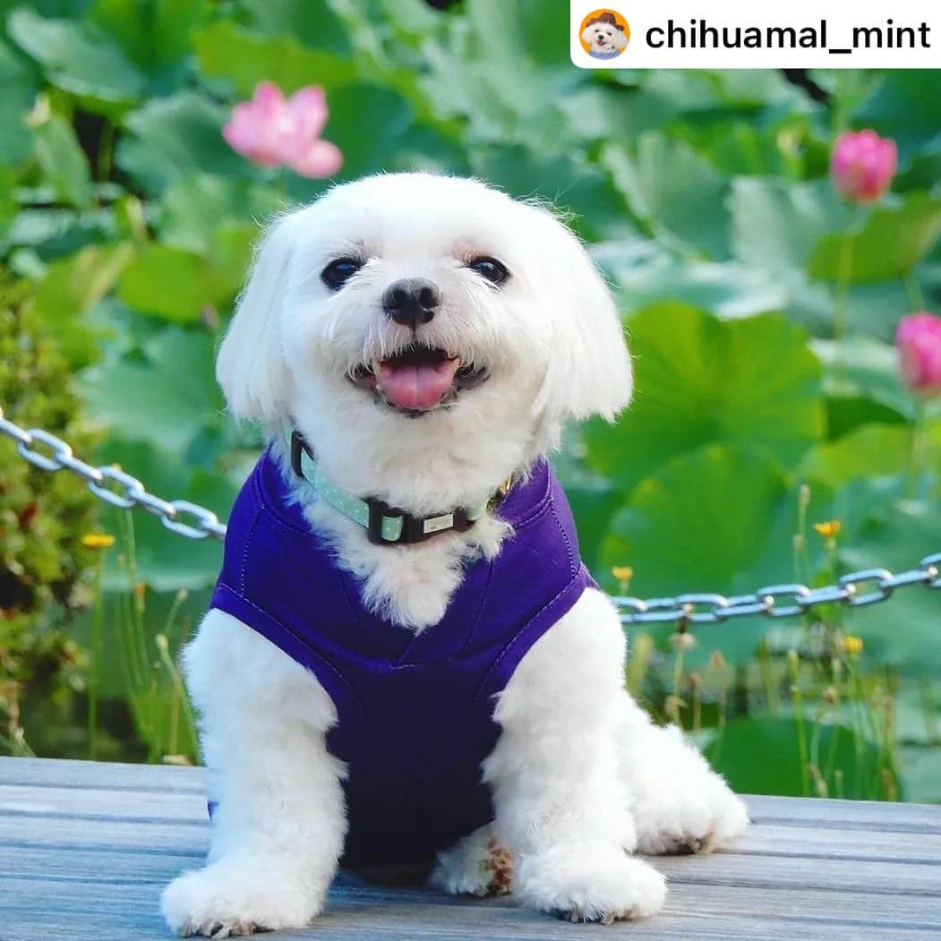 iDog&iCatのインスタグラム