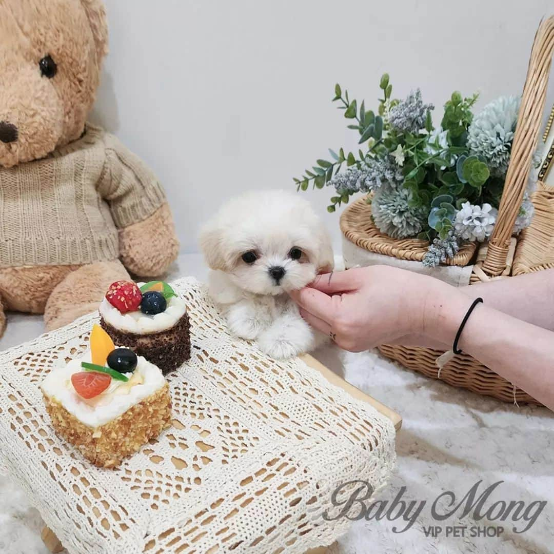 さんのインスタグラム写真 - (Instagram)「Isn't she so cute?🧸 . . 저희는 다양한 강아지를 소유하고있으며, 강아지의 외모와 건강에 최선을 다하고 있습니다. We OWN Each and Every Puppy In Hand We Only Offer the Best in Appearance and Health  . . 베이비몽은 11년동안 운영한 믿을 만한 펫샵으로 많은 한류스타, k팝스타, 셀럽들이 선택한 곳입니다 미니 사이즈,명품견 전문으로  해외,국내에서 이미 유명하며  단 한건의 사고 없이 지금까지 운영해 왔습니다  당신이 원하는 강아지가 있다면 언제든지 연락주세요!!  BabyMong is a reliable pet shop that has been operating in Korea for 11 years. Many K-pop stars, Korean wave stars, and celebrities chose BabyMong. We are specialize in selling mini-cup-sized puppies. We sent many puppies abroad for a long time. And the puppies have been transported safely without a single accident.  Feel free to contact me if you are interested. . . ????서울 영등포 본점: 010 8325 0086 영업등록번호: 110111-7609071 주소: 서울시 영등포구 영중로23 대표번호: 1688-4386 ??  text Instagram☎+82-10-2214-0186 Whatsapp +82-10-2214-0186 Wechat babymongoverseas Email : babymongkorea@gmail.com Dm : ?? Please direct message call me BABYMONG Main Kakao talk ID : babymongkorea . . #말티푸 #미니말티푸 #말티즈 #푸들 #말티푸분양  #말티푸입양 #말티푸켄넬 #강아지켄넬 #강아지분양 #애견 #애견분양 #베이비몽 #서울  #maltipoo #minimaltese #teacuppuppy #teacupdog #maltipoolove #instamaltipoo #koreanpuppy #cute #cutedog #dogstagram #puppylove #puppy #dogadoption #puppyforsale」9月11日 16時25分 - babymong