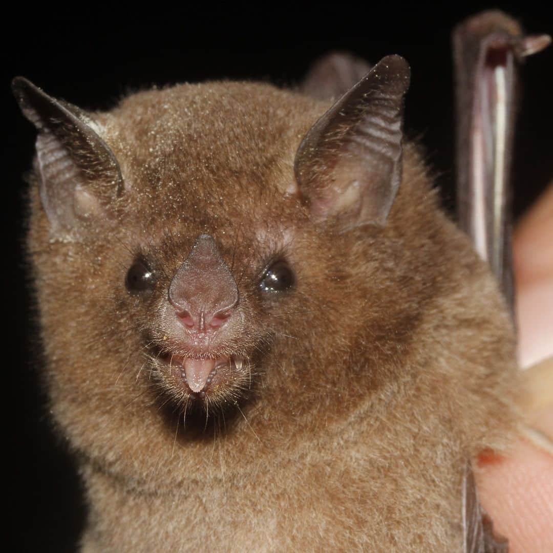 アメリカ自然史博物館のインスタグラム：「Have you ever seen Pallas’s long-tongued bat (Glossophaga soricina)? Weighing up to 0.3 oz (9 g), this critter uses its extra long tongue to snack on pollen, nectar, fruit, and the occasional insect. It inhabits a wide range that includes northern Mexico, Argentina, and the Bahamas, where it might be spotted in groups of up to 1,000 individuals!   Photo: juancruzado, CC BY-SA 4.0, iNaturalist #amazingnature #naturalworld #wildlifephotography #biodiversity #science #animalfacts」