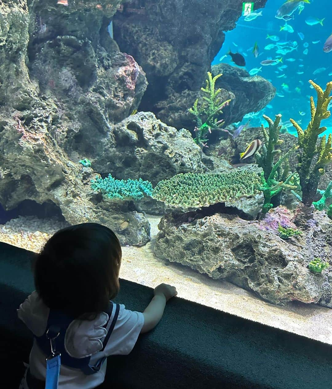 黒崎みささんのインスタグラム写真 - (黒崎みさInstagram)「こどもたち水族館デビュー🐟🐠🐡🦭 ⁡ さかなに対する感動はなさそうだった笑 ただ館内を歩くのが楽しかったみたい！ 水槽によっては自分から見に行ったりしていた✌️ ⁡ この日他の幼稚園か保育園の子供達が居て その子達への興味のが強かった😂 ⁡ 雨だったので外のエリア行けなかったから リベンジしにいく❤️‍🔥 ⁡ #水族館 #サンシャイン水族館 #子連れ #子連れお出かけ #子連れ水族館 #mercuryduo #マーキュリーデュオ」9月11日 18時44分 - misa_k88