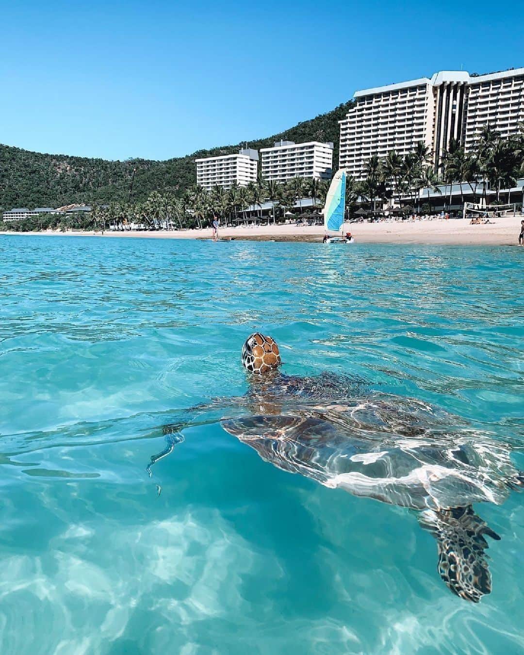 Australiaのインスタグラム：「Time to shell-ebrate in style on @hamiltonisland 🐢🌴 With its white sandy beaches, famous aqua waters and abundant marine life, 'Hamo' – as it's affectionately known to locals – is the largest of the 74 islands that make up the @whitsundaysqld. With access to @queensland's @gbrmarinepark, #HeartReef and #WhitehavenBeach, it's also a pretty epic destination for a #BusinessEvent. Not to mention direct flights, an impressive range of accommodation (including the luxe @qualiaresort) and a dedicated @hamiltonislandbusinessevents team... it's basically what incentive program dreams are made of. ☁️✨ (📸: @sarahgrimstone) #SeeAustralia #ComeAndSayGday #ThisIsQueensland #HamiltonIsland #WhitsundaysQLD #MeetinAus」