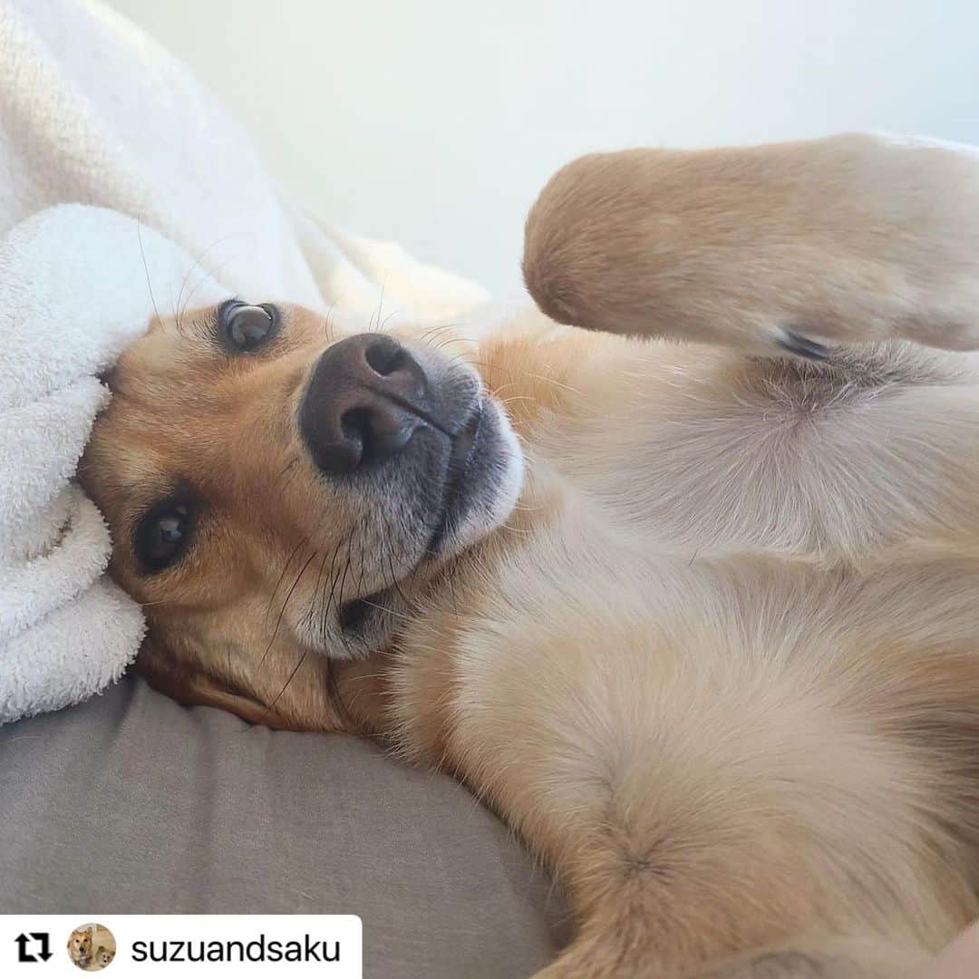 【公式】いぬのきもち・ねこのきもちのインスタグラム：「#Repost @suzuandsaku さんのすずちゃん。  リラックスモード😁  お風呂上がりのマダムみたい💕  ハッシュタグ #いぬのきもち #ねこのきもち に投稿いただいた可愛い写真をご紹介しています！ 「いぬのきもちWEB　MAGAZINE」、「ねこのきもちWEB MAGAZINE」でもご紹介させていただくことも！  -------------------  .  #いぬ #いぬすたぐらむ #いぬのいる暮らし #いぬのきもち #いぬ好き #犬 #犬好きさんと繋がりたい #犬のいる生活 #犬と暮らす #犬好き #dog #dogsofinstagram #dogstagram   ⁡⁡」