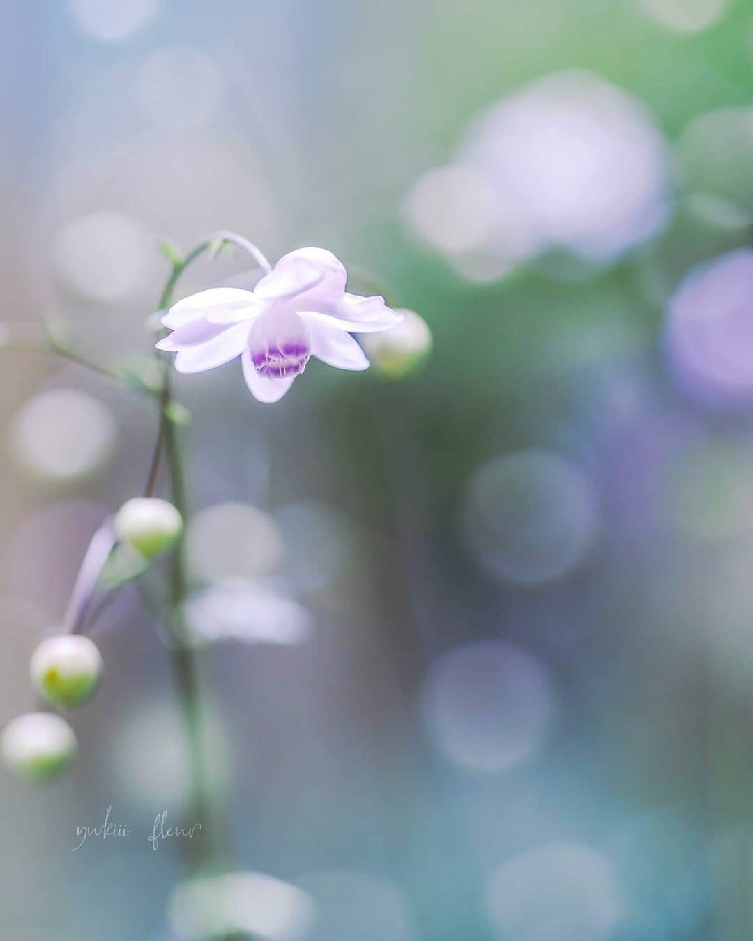 花の写真館のインスタグラム：「Photo by @yukiii_fleur. https://instagram.com/yukiii_fleur/ . Original Post[投稿いただいたURL] https://www.instagram.com/p/CweQSSnvS0I/ . 本アカウントは、 #私の花の写真 をつけてInstagramに投稿された皆さまの花の写真や、「花の写真館」Facebookページで投稿された花の写真を紹介します。 「花の写真館」Facebookページは、「 @floral.photograph 」のプロフィールにあるURLからご覧ください。 . ※各種法令、マナー、関係者の指示に従った撮影をお願いします。 *Please ensure that your photography adheres to all relevant laws, etiquette, and instructions issued by authorized persons. ※本アカウントは東京カメラ部がFacebook、Instagramのサービスを利用して運営しているもので、Meta社・Instagramとは一切関係ありません。 . #花の写真館 #floralphotograph #floralphoto #flower #flowers Follow: @floral.photograph」