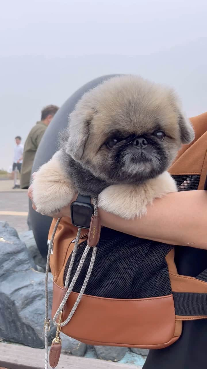 いぶそらのインスタグラム：「箱根へ旅行🐶1日目🐾🐾 まずは大涌谷へ🚗曇ってた😂 曇り空と、火山性ガス🌋で、もくもくした景色だった🤣 ここへ来たら、黒たまごは買って食べないとね🪺 ランチは、釜飯屋さんの【銀の穂】へ🍽️ @ginnoho.hakone  丁度晴れて🌞いい感じ💝美味しかったよ☺️  #箱根 #trip  #大涌谷 #大涌谷黒たまご  #銀の穂 #hakone」