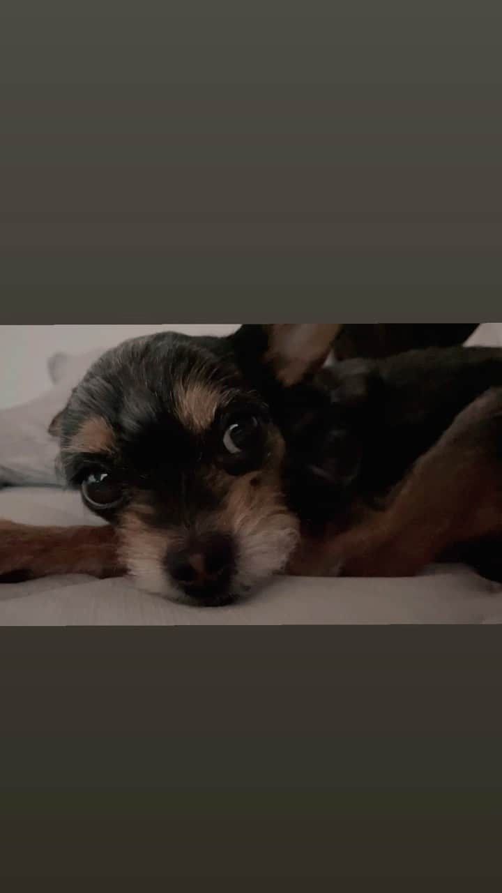 荒木未歩のインスタグラム：「毎日この住み込みさんに癒されております…☺️  こんな仕事自分もしたい…🤤  字幕入れ忘れた💦  #犬のいる暮らし #犬との暮らし #チワワ #トイプードル #チワプー #犬好きな人と繋がりたい」