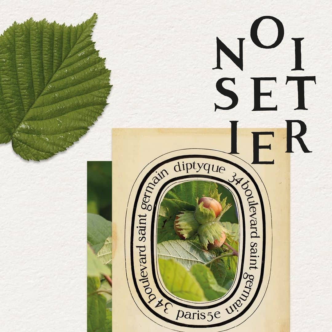 ディプティックのインスタグラム：「No secret… …to ramblers and wayfarers, hazel trees give off a wonderful fragrance when the freshness of their leaves blends with the crisp, praline notes of their hazelnuts. A transient moment deep in the forest, captured for eternity in the heart of Diptyque's Hazel Tree candle. #Diptyque #Candles #Noisetier」