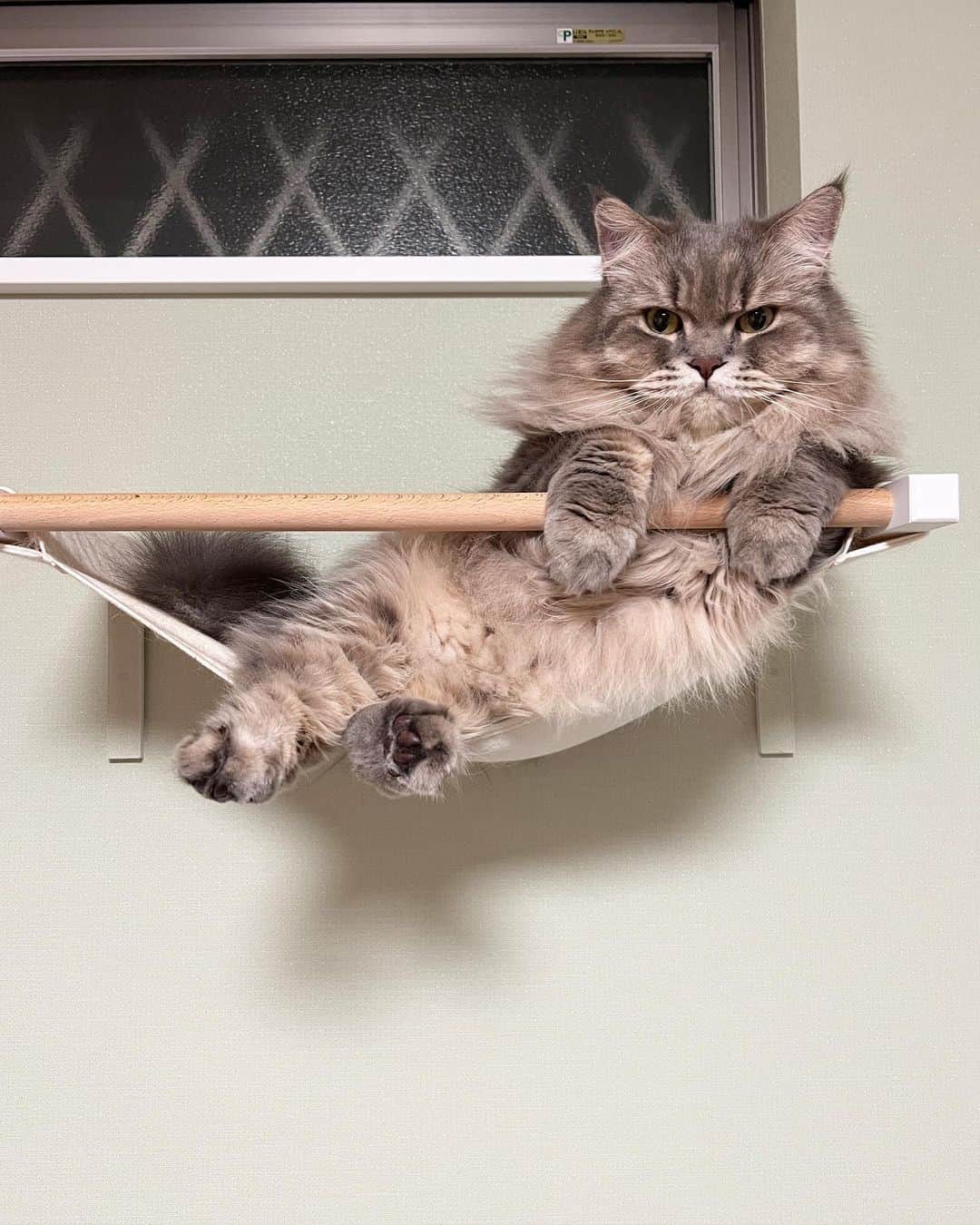 金太のインスタグラム