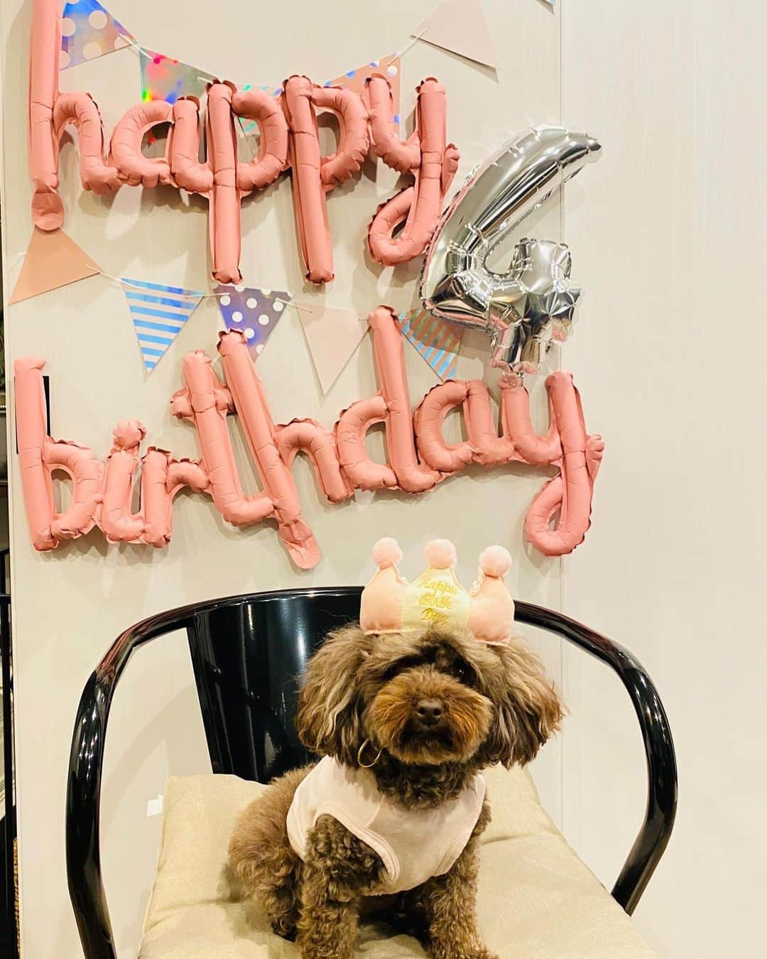 網野友雄のインスタグラム：「サニー4歳の誕生日おめでとう🎉 いつも癒しをありがとう🐕‍🦺 #サニー #sunny」