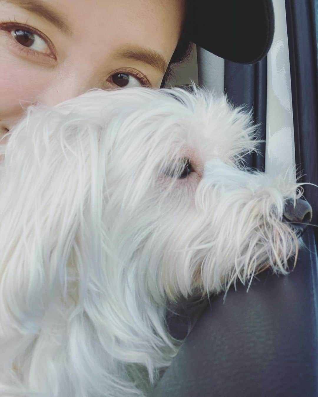 武田訓佳のインスタグラム：「🐶🥟🍇🎀🧵 ・ ・ この前の休日💕 やりたい事かたっぱしからやった😆🩵 ・ こめちゃんに会いにいって♡ 餃子&カオマンガイパーティーして♡ (食べ合わせとかフル無視🐖💜) ぶどうも食べて♡ ・ あと、やりたかったお裁縫もした♡♡♡ 前に手に入れてたかわいいいいぃリボンを使って ひじきとこめちゃんの首輪作りたくて🤍 頭の中でこんなのにしたいなぁって 妄想してた通りに仕上がって大満足🤤🍓🎀 ・ でもさ、 ミシン使うの何年ぶり？！で 遅すぎて音おかしいよネ🦥 動画撮られてたにょ。笑 ・ ミシン途中に ご飯できるで〜！ って言われて、 ん〜〜〜(めっちゃ頑張れば)あと3分！ って答えたら横で姉が え！😳3分もかかるん！😳 って本気で驚いていた。笑 ごはん後は見かねて手伝ってくれました🙈🤍てんきゅぅ ・ 結局完成せず持ち帰って←遅 手縫いでちくちく仕上げ🍓💕 本人？本犬？も喜んでくれました😀 気がする…たぶん…きっと…？ おいし…いの…か…。 ・ ・ ・ #たけだの日常 #たけだの休日 #帰省 #家族時間 #裁縫 #手づくり #首輪 #リボン #レピヤンリボン  # #ひじき #犬のいる暮らし #🐕‍🦺 #🐶 #いぬすたぐらむ #ミックス犬 #mix犬 #ピンプー #ミニチュアピンシャー #トイプードル #イッヌ」