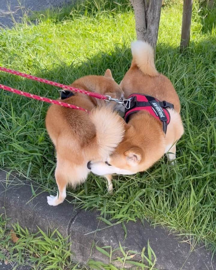 shibainu berryのインスタグラム