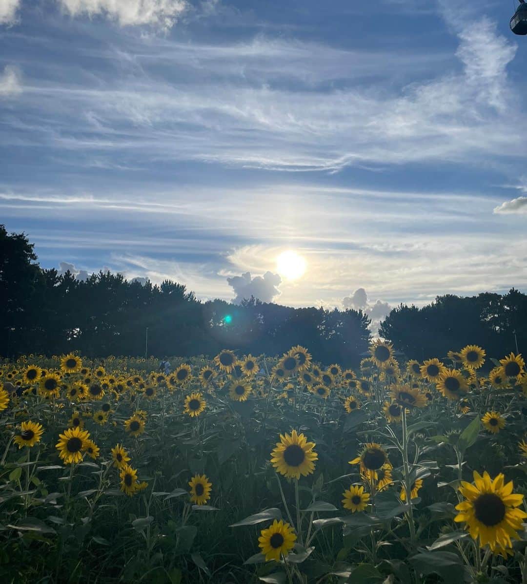 野崎智子さんのインスタグラム写真 - (野崎智子Instagram)「夏のおもひで。 どれも夏のかなり序盤🤔🌻」9月11日 21時27分 - tomoconozaki