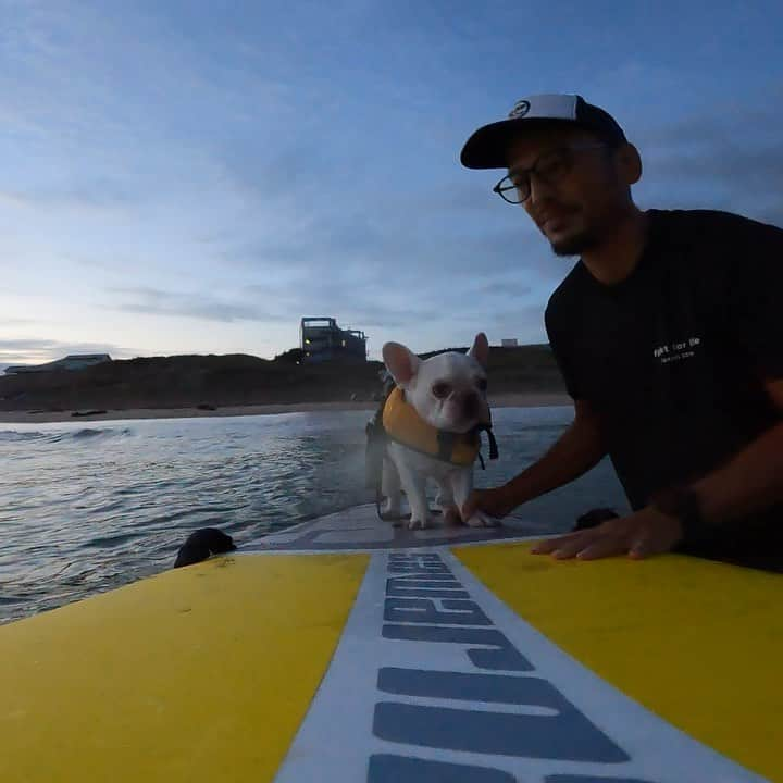 つの丸のインスタグラム：「フレ吉くんサーフィンデビュー🏄‍♀️  #dogsurfing #surfingdog #frenchbulldog #フレンチブルドッグ #ふがれす #ふがふがれすきゅークラブ #保護犬 #保護犬を家族に #保護犬を家族に迎えるという選択肢 #フレ吉124号」