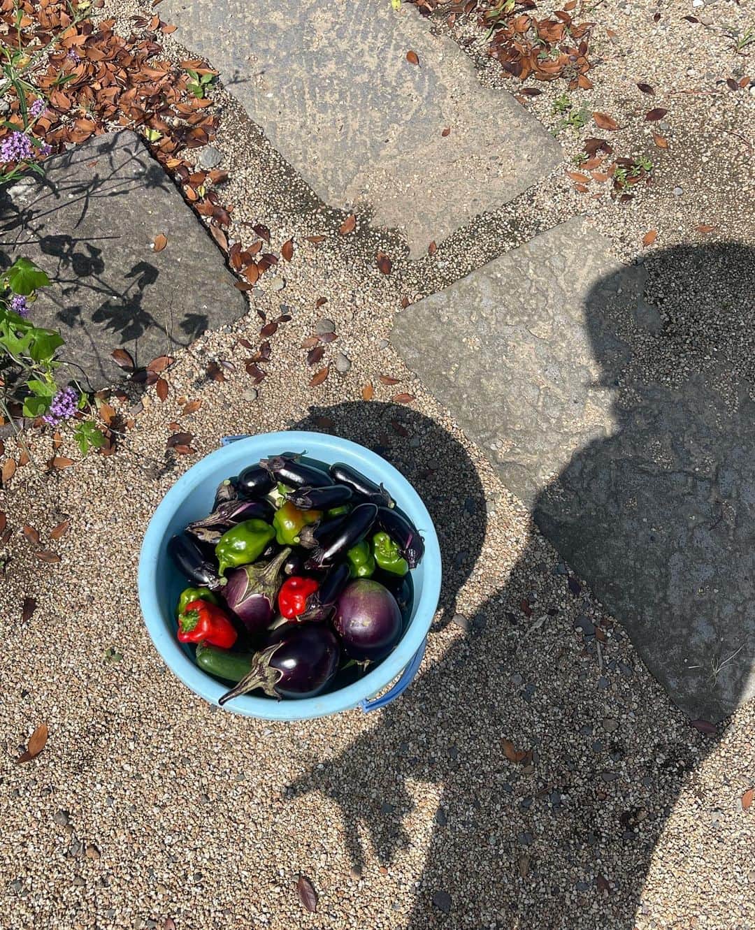 栗山遥さんのインスタグラム写真 - (栗山遥Instagram)「Fig jam❤︎今年も家族揃って、毎日ジャム作り。いちじくの実と、甜菜糖だけで作ったシンプルなジャム。子供の頃から、毎年この時期には沢山いちじくの実が採れて、ばあばが作ってくれるジャムがたまらなく美味しくて大好きだった🌼夏野菜はそろそろ終わりかなぁ。 こうやって、福島で過ごす時間がたっぷり取れて嬉しい。 お金にも何にも変えられない特別な時間。 元気でいてくれてありがとう、毎日感謝です🙏🏽❤︎」9月11日 21時44分 - harukakuriyama
