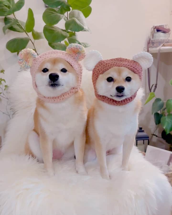 豆柴にこちゃんのインスタグラム：「🐻🐻 にこたま、犬をやめて クマになりました😋  こなマの手編みのくまニット帽が届いた✨😍 @konatsu170310  耳の形と顔が出るところが 絶妙なバランスで盛れる〜😚 色もかわいくてにこたまにピッタリでかわいいよーう🥰  こなつちゃんが着けてるの見て めちゃかわいいなぁって 思ってたら速攻にこたまにも作ってくれたー✨ こなマ、ありがとう🥰  #にこっくま　#たまっくま  #柴犬#豆柴#mameshiba #shibastagram#japanphoto#shibainu#犬#shibainumania#犬のいる暮らし#shiba_snap#shibainupuppy#多頭飼い#dog#いぬすたぐらむ#puppy#dogstagram#instadog #doglover#pecoいぬ部#pecotv#いぬのきもち部#狗#子犬#barked#9gag#9gagpets#시바견」
