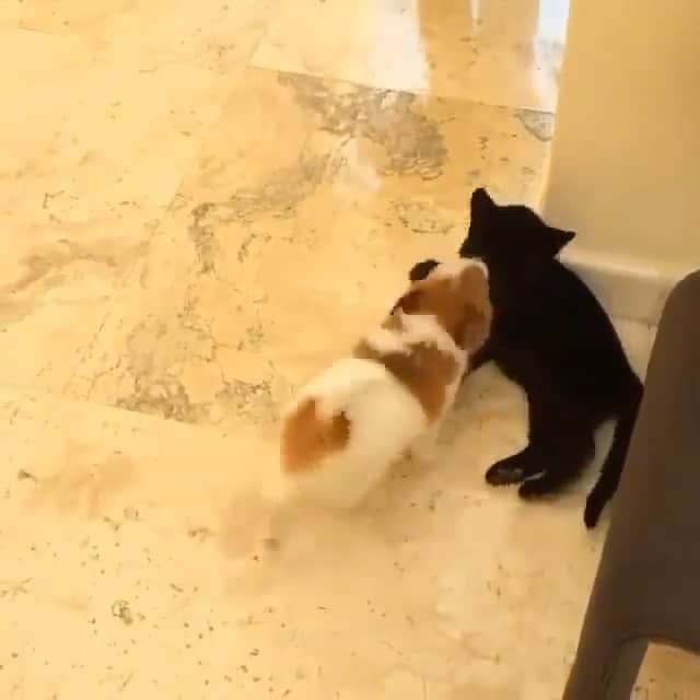 Black Jaguar-White Tiger のインスタグラム：「Happy Annoying Monday :) Chiquitin and Cielo’s first encounter :)」