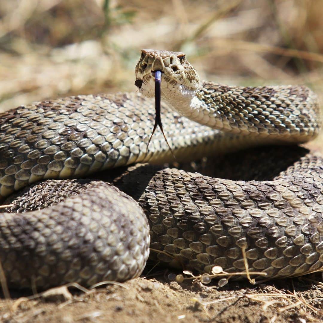 アニマルプラネットさんのインスタグラム写真 - (アニマルプラネットInstagram)「How it feels waking up to your alarm on Monday morning 🐍  This prairie #rattlesnake is ready to strike.   #reptiles #nature」9月11日 22時00分 - animalplanet