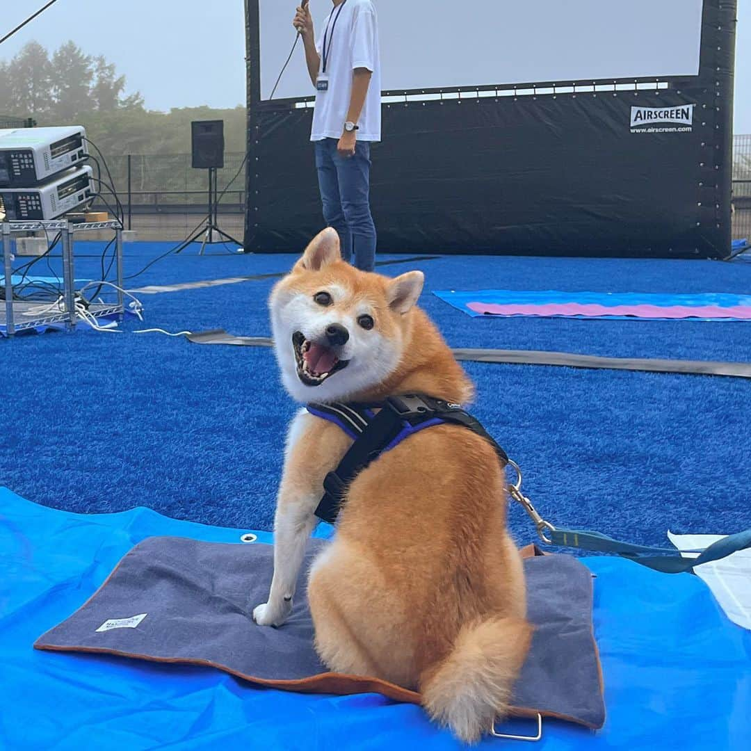 だいふくのインスタグラム：「食欲の秋🍠、スポーツの秋⚽️、読書の秋📖…… いろいろあるけどどんな秋が好き？ だいふくはいち早く、わんだフルな芸術の秋を堪能してきたよ〜🐶🍁 先日、日本初✨愛犬と一緒に映画を観る夕べ、『dog park CINEMA』🎥🐶が開催された、Wan’s Resort 山中湖  @wansresort_official に遊びに行って来たんだ〜🗻🐾 　愛犬と泊まれるリゾートホテルの屋上のドッグランがこの日だけは、屋外劇場に大変身✨ 　一緒に観たママも、まさかだいふくと一緒に屋外で映画が観られるなんて！って感激してたよ。だんだん暗くなっていく空の下で、映画を楽しめるのがなんとも贅沢な時間に感じられてワンだふるな思い出ができたって😉 　『僕のワンダフル・ライフ(2017)』を観たんだけど、スクリーンにわんこが映ると観犬？のみんなが一斉に反応して声を上げるのがワンあるあるで面白かったな〜😂 　もし、次回もあったら是非また参加したいなと思っただいふくでした〜🐶 　みんなは何のわんこ映画が好き？   @wanpara_official  @izumigo_official  #dogparkcinema  #ドッグパークシネマ #wansresort  #ワンズリゾート　 #ワンズリゾート山中湖　 #愛犬リゾート #僕のワンダフルライフ #犬と一緒に映画」