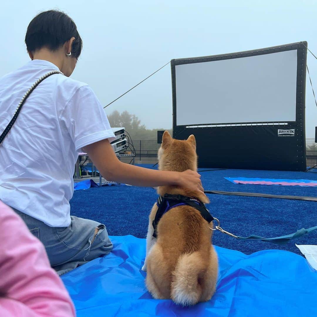 だいふくさんのインスタグラム写真 - (だいふくInstagram)「食欲の秋🍠、スポーツの秋⚽️、読書の秋📖…… いろいろあるけどどんな秋が好き？ だいふくはいち早く、わんだフルな芸術の秋を堪能してきたよ〜🐶🍁 先日、日本初✨愛犬と一緒に映画を観る夕べ、『dog park CINEMA』🎥🐶が開催された、Wan’s Resort 山中湖  @wansresort_official に遊びに行って来たんだ〜🗻🐾 　愛犬と泊まれるリゾートホテルの屋上のドッグランがこの日だけは、屋外劇場に大変身✨ 　一緒に観たママも、まさかだいふくと一緒に屋外で映画が観られるなんて！って感激してたよ。だんだん暗くなっていく空の下で、映画を楽しめるのがなんとも贅沢な時間に感じられてワンだふるな思い出ができたって😉 　『僕のワンダフル・ライフ(2017)』を観たんだけど、スクリーンにわんこが映ると観犬？のみんなが一斉に反応して声を上げるのがワンあるあるで面白かったな〜😂 　もし、次回もあったら是非また参加したいなと思っただいふくでした〜🐶 　みんなは何のわんこ映画が好き？   @wanpara_official  @izumigo_official  #dogparkcinema  #ドッグパークシネマ #wansresort  #ワンズリゾート　 #ワンズリゾート山中湖　 #愛犬リゾート #僕のワンダフルライフ #犬と一緒に映画」9月11日 22時12分 - daifuku_channel