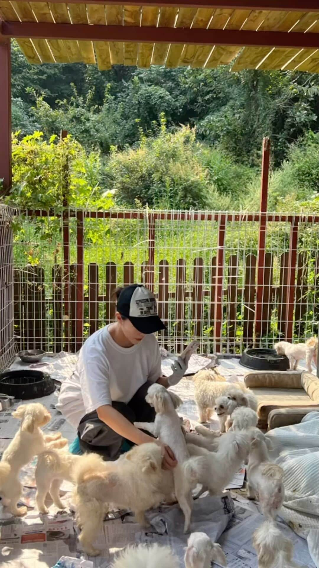 キム・ガウンのインスタグラム：「이번에도 모코밍언니랑 원정님이랑  함께한 봉사 🐶 화성 번식장에서 구조한 새로운 친구들이 많이 왔어요 입양,임보의 손길이 항상 필요하다고 합니다 🙏 하나같이 착하고 이쁜 친구들  입양.임보 문의는 @kdsrescue 🫶🏻 #사지말고입양하세요 💕」