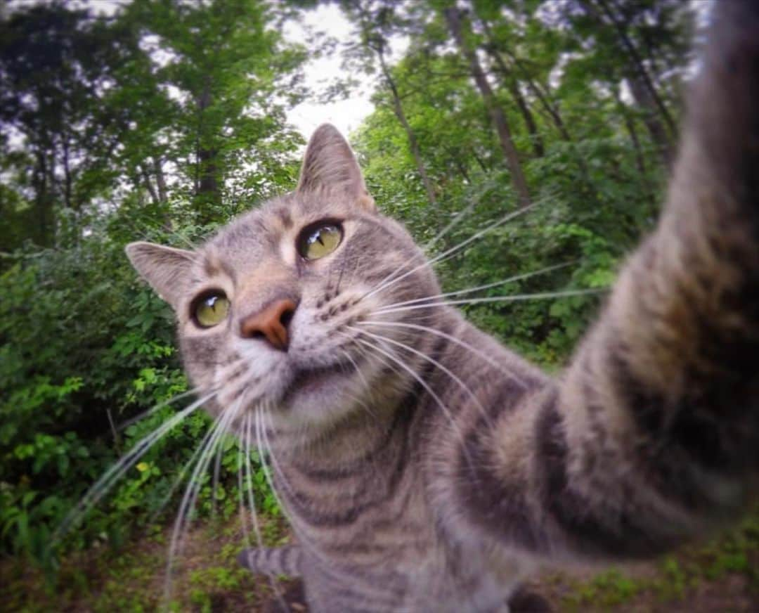 マニーのインスタグラム：「😺 #selfiecat #GoPro」