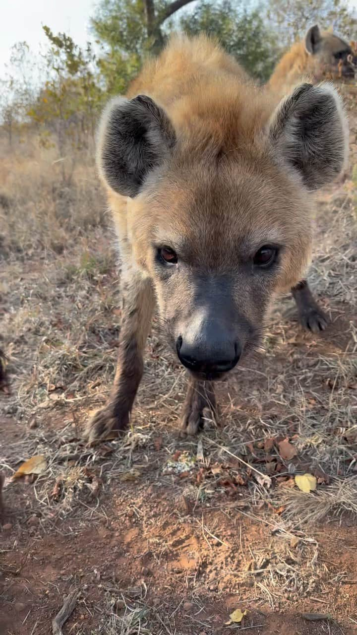 Kevin Richardson LionWhisperer のインスタグラム：「🔊 🆙 Did you know that dogs aren’t the only ones who do the butt sniff and lick routine? 🐶🍑👅 Hyenas take it up a notch! Dominant hyenas, often sounding like cows, initiate this fascinating ritual, while subordinates play their part by lifting a leg and exposing their vulnerable sides. 🐾🤝 Things can get quite intense during these greetings, so it’s essential to keep it cool. One wrong move, and you might witness some serious drama! 🙈😬 For more interesting hyena behaviour go check out LionWhispererTV on YouTube or click the Komi link in my bio #AnimalBehaviour #HyenaEtiquette #WildlifeFacts #NatureObservations #FascinatingRituals #HyenaHierarchy #AnimalGatherings #WildEncounters #DiscoverTheWild #NatureWonders  #Hyena #CrazyHyena #Whacky #Buttsniffer #Olfactory」