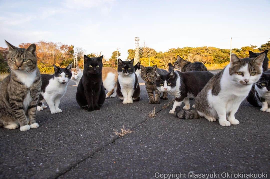 Masayukiのインスタグラム：「揃う。  #cat #ねこ #猫 #東京カメラ部 #nekoclub  #yourshotphotographer  #my_eos_photo」
