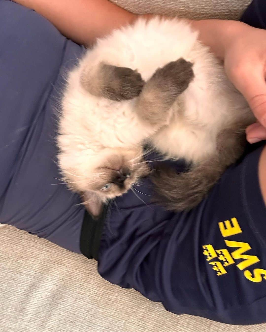 サラ・ショーストレムのインスタグラム：「This cutie moved in with us🥰 His name is Zorro. Follow him and Hanzo at @hanzozorro 😻」