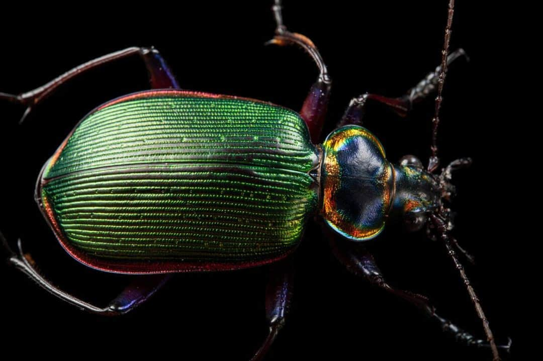 Joel Sartoreさんのインスタグラム写真 - (Joel SartoreInstagram)「Fiery searcher beetles like this one @auduboninstitute are one of North America’s largest ground beetles. Predatory in both its larval and adult stages, this beetle has earned the common name caterpillar hunter. During the day, these beetles hide under logs, rocks, or in crevices, emerging at night to hunt in fields, gardens, or forests. While striking in appearance, these insects should be approached with care as they can deliver a nasty bite when handled inappropriately.   #beetle #searcherbeetle #insect #animal #wildlife #photography #animalphotography #wildlifephotography #studiopotrait #PhotoArk @insidenatgeo」9月11日 23時00分 - joelsartore