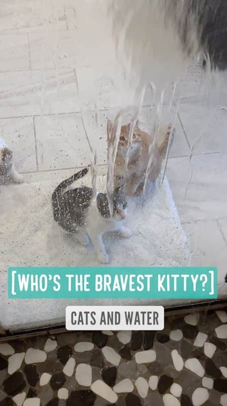 のインスタグラム：「Who’s the bravest kitty?  When I take a shower, Sunny always watches me. 😅 He actually watches the water running down. I wanted to see how he reacts to water. I love it when animals like water because it means they are less stressed if they ever need to have a bath. 😊」