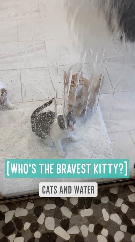 Jazzy Cooper Fostersのインスタグラム：「Who’s the bravest kitty?  When I take a shower, Sunny always watches me. 😅 He actually watches the water running down. I wanted to see how he reacts to water. I love it when animals like water because it means they are less stressed if they ever need to have a bath. 😊」