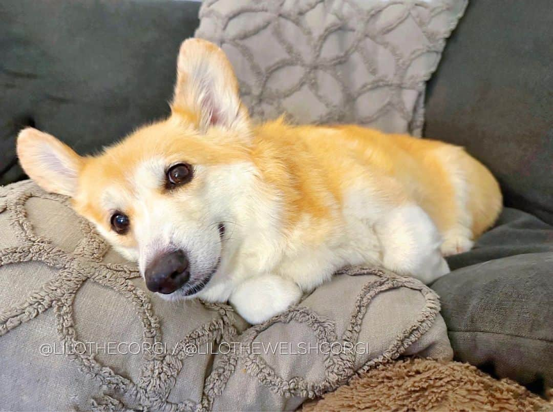 Liloさんのインスタグラム写真 - (LiloInstagram)「Feeling a bit ruff and under the weather lately, so I’ve built a pillow fort for some extra cozy healing time. Send healing boops it ya can! 🤒🐶💤 ⁣   . ⁣ .⁣ .⁣ .⁣ .⁣  #corgis #corgicommunity #corgiaddict #dogstagram #corgibutt #corgidog #corgilover #corgination #dog #corgidaily #corgipuppy #corgiworld #dogs #corgilife #pembrokewelshcorgi #corgigram #weeklyfluff #corgilovers #corgistagram #corgisofinstagram #corgilove #dogsofinstagram #corgiplanet #puppy #welshcorgi #corgi」9月11日 23時00分 - lilothewelshcorgi